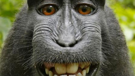 Wikipedia niega reclamo