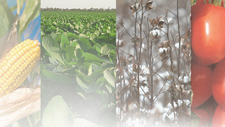 China quiere su Monsanto