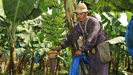 Banano de Costa Rica consigue IG