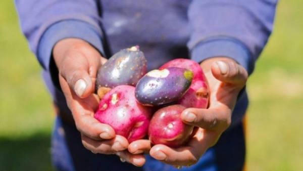 Nueva plataforma del Indecopi facilita el acceso a información sobre variedades vegetales