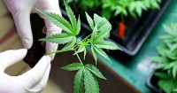 ¿Cómo avanza la industria del cannabis en América?