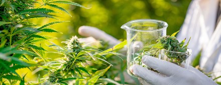 ¿Puede protegerse una variedad de cannabis en México?