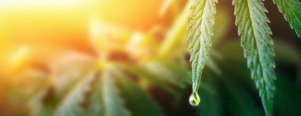 Argentina aprobó un procedimiento para autorizar productos sanitarios a base de cannabis