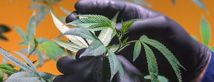 Comportamiento del cultivo del cannabis y sus derivados