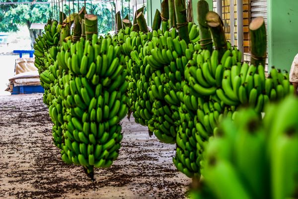 Brasil otorga IG Banana de Luiz Alves