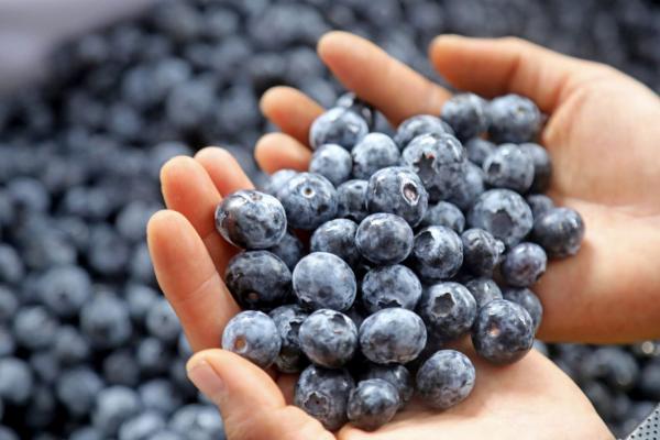 Perú publica nuevos lineamientos para proteger variedades vegetales frente a infracciones