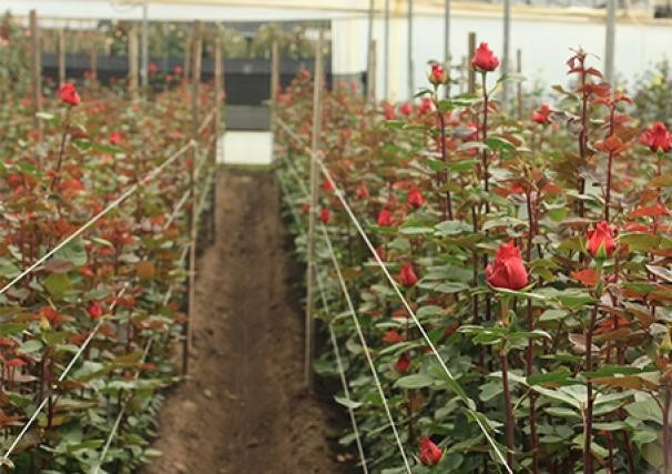 Ecuador agiliza y abarata la protección de obtenciones vegetales