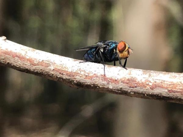 Moscas resistentes: detectan mutaciones genéticas que anulan insecticidas en granjas avícolas