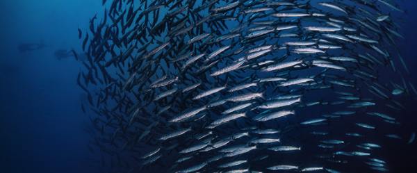 Nicaragua Moves Closer to Sustainable Oceans with Fisheries Subsidies Agreement