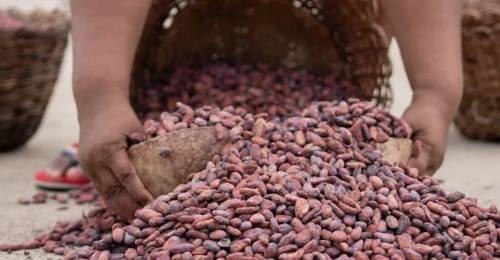 Reactivation of the Cacao de Carenero Geographical Indication Council