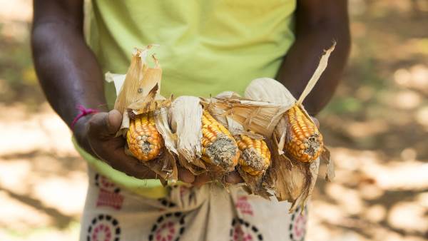 Venezuelan Institutions Join AGRIS, Expanding Research Access Across Agriculture and Environmental Science