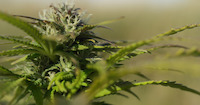 Argentina´s Cannabis Law