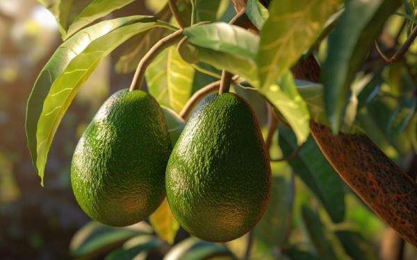 Yaracuy Avocado Secures Venezuela's First Protected Geographical Indication