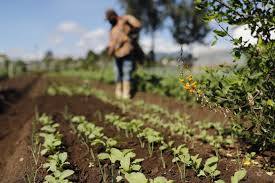 Guatemala´s Agricultural Transformation: Investment Opportunities and Impact 