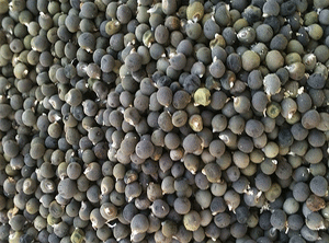 Paraguay considering legislative ammendments to existing legislation on seeds and plant breeders rights