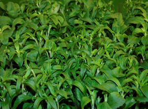 Developing Stevia Business