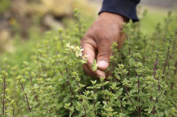 San Carlos Oregano Poised to Become the First in the World with a Geographical Indication