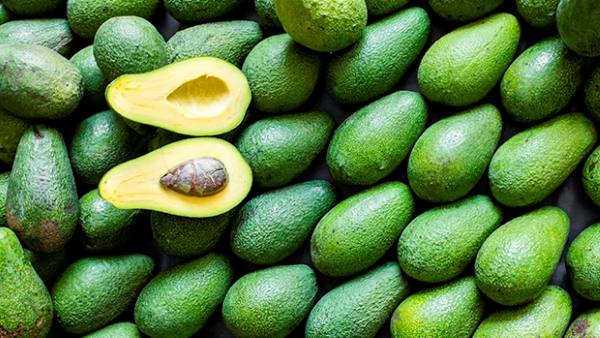 Venezuela: Yaracuy avocado Receives Protected Geographical Indication Certificate