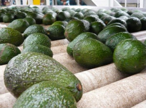 Avocados commercial expansion and brand certification, a goal for Nicaraguan producers