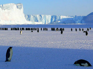 Uruguayan scientists will patent Antarctica discovery