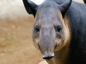 Proyecto Tapir Nicaragua