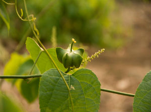 National Commission against Biopiracy identified 24 new cases of patent infringements