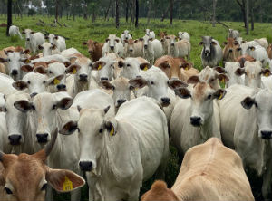Bolivia poised to increase importance in the beef market