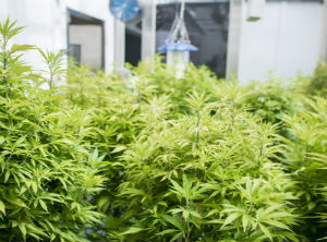 Three foreign companies apply for medicinal cannabis patents in Peru