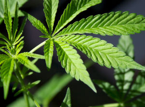 Medicinal Cannabis in Paraguay: regulatory framework for licensing