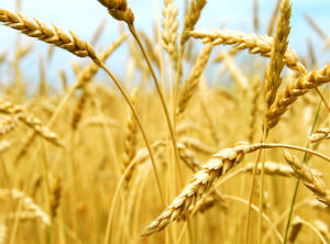 Cargill sells Venezuela operations 