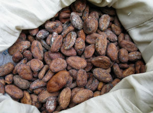 Collective Mark for cacao producers
