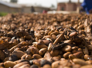 A national cocoa brand is launched