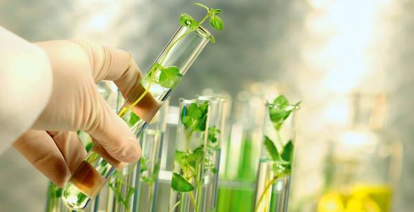 Peru Launches A Digital Service For Simplifying Patent and Plant Variety Annual Payments
