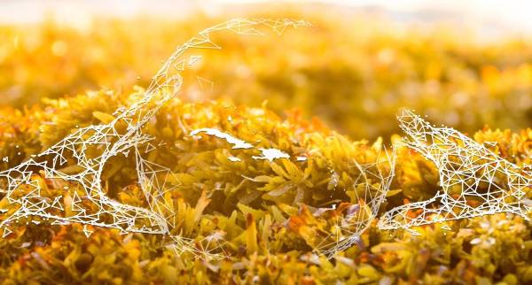 Guzmán Ariza takes part in the first meeting of the working group for the sargassum valuation plan in the Dominican Republic