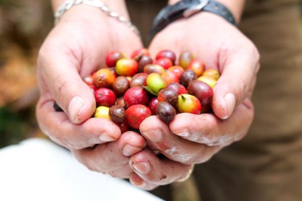 Argentine Trade Mission Strengthens Ties with Honduras’ Coffee Sector and Agricultural Machinery Market