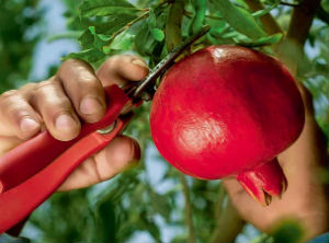 Peruvian national food brand achieves business records in Europe