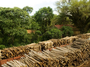Legal reform in talks for a sustainable forest development