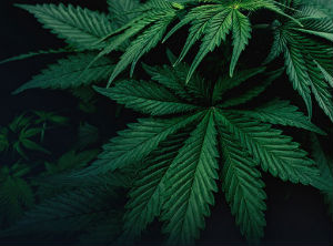 Successful assistance on obtaining the medical Cannabis license for Brazilian company