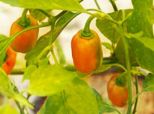 Habanero deepens protection with Mexican accreditation body