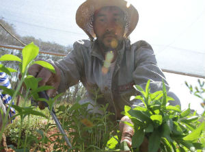 Paraguay aims to protect its sweet herb as an appellation of origin