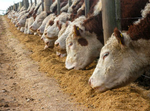 The value of land in Paraguay becomes attractive to regional investors
