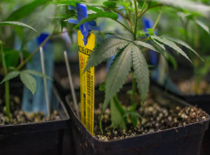 Peru issues regulatory guidelines for medical cannabis
