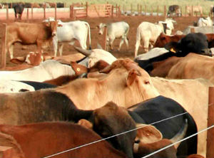 Year 2023: Working to fill the fifth place in the world among meat exporting countries