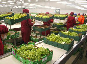 Table grapes exports positioning Peru
