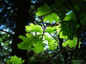 The plant lamp, a revolutionary invention for Peru