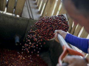 Costa Rican top coffee now internationally protected 