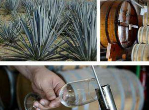 Tequila culture spreads out in hotels, restaurants and bars