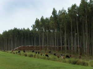 World class pulp mill in central Uruguay