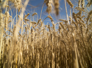 Argentina, a step closer to being the first country to approve a GMO wheat