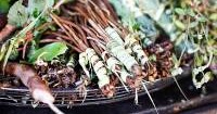 Historic New Treaty on Intellectual Property, Genetic Resources and Associated Traditional Knowledge
